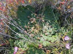 Arctopus echinatus