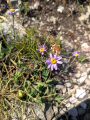 Aster willkommii