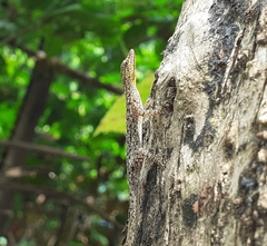 Cnemaspis littoralis
