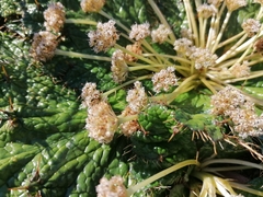 Arctopus echinatus