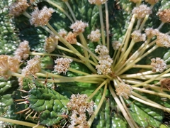 Arctopus echinatus