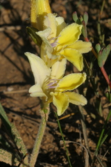 Babiana patula