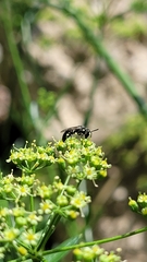 Hylaeus modestus