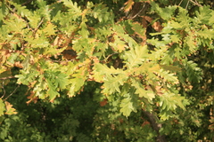 Quercus frainetto