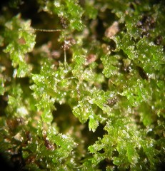 Cephaloziella