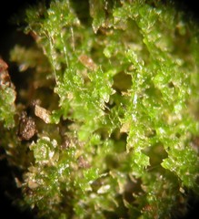 Cephaloziella
