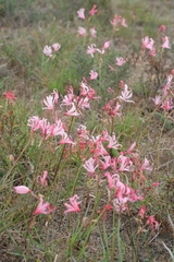 Nerine humilis