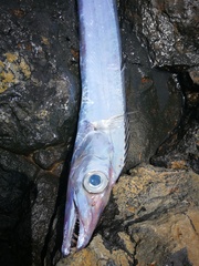 Lepidopus caudatus