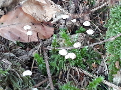 Paragymnopus perforans