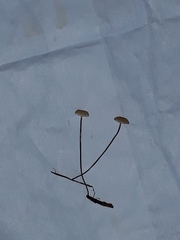 Paragymnopus perforans