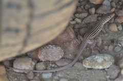 Latastia johnstonii