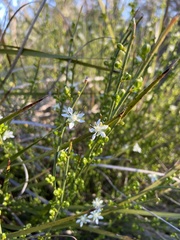 Macarthuria australis