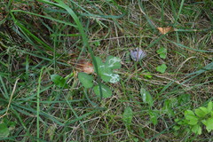 Phytomyza spondylii group