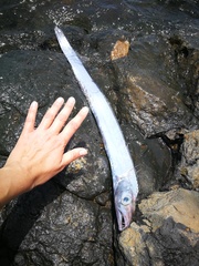Lepidopus caudatus