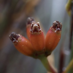 Cassytha glabella dispar