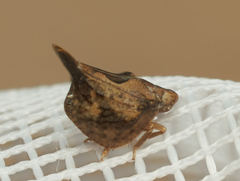 Mistharnophantia