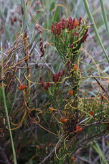 Cassytha glabella dispar