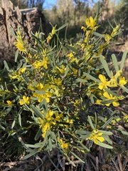 Hibbertia subvaginata
