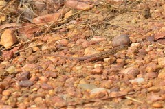 Latastia johnstonii