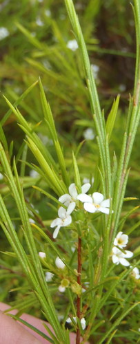 Coleonema calycinum, photograph 4