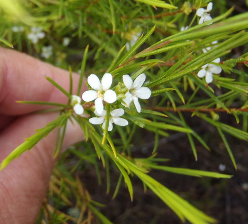 Coleonema calycinum, photograph 5