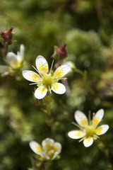 Saxifraga bryoides
