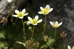 Saxifraga bryoides