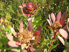 Leucadendron sessile