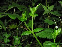 Stellaria neglecta