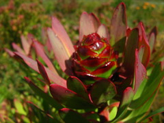 Leucadendron sessile