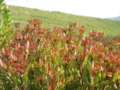 Leucadendron sessile