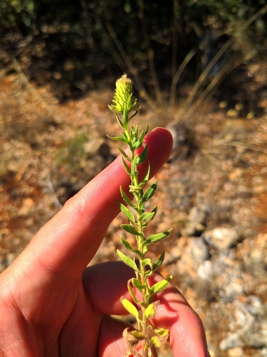 Image of Chiliadenus glutinosus by (c) Denys Vynokurov, some rights reserved (CC BY)