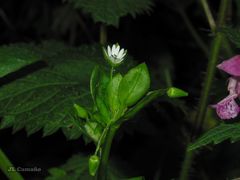 Stellaria neglecta