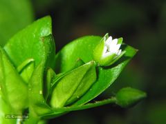 Stellaria neglecta