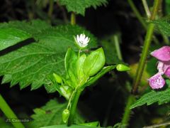 Stellaria neglecta