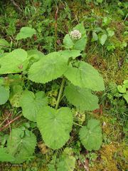 Valeriana pyrenaica