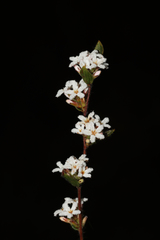 Leucopogon concurvus