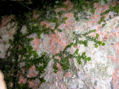 Chiloscyphus polyanthos