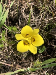 Moraea tricolor