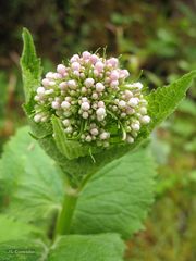 Valeriana pyrenaica