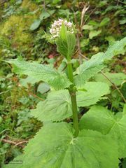 Valeriana pyrenaica