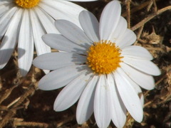 Dimorphotheca zeyheri