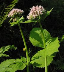 Valeriana pyrenaica