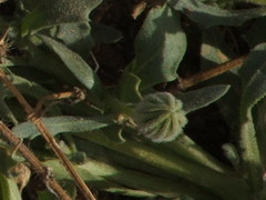 Dimorphotheca zeyheri