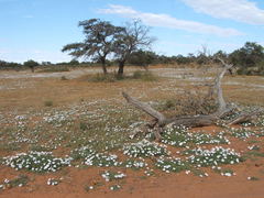 Dimorphotheca zeyheri