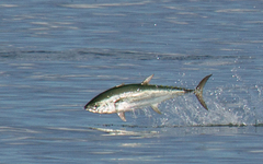 Longtail Tuna photo 3