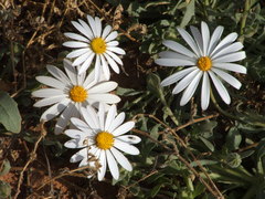 Dimorphotheca zeyheri