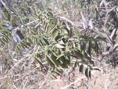 Casearia sylvestris