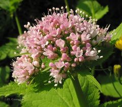 Valeriana pyrenaica