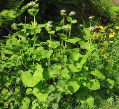Valeriana pyrenaica